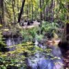 Chesapeake Bay Center
