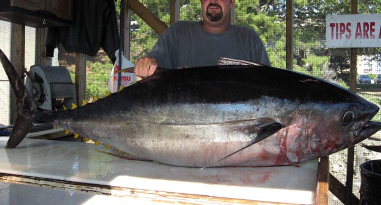 200 lb. blue fin tuna from a Rudee Inlet boat.