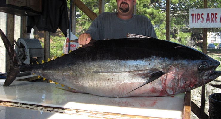 200 lb. blue fin tuna from a Rudee Inlet boat.