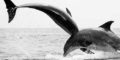 All About Dolphins