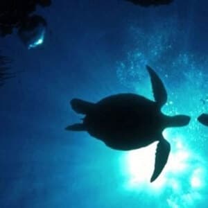 For the Ocean Lovers