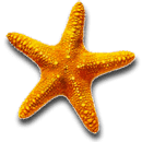 Starfish Starfish