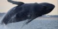Winter Whale Watching