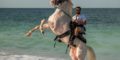 Horseback Riding in Virginia Beach Fall Horseback Riding in Virginia Beach