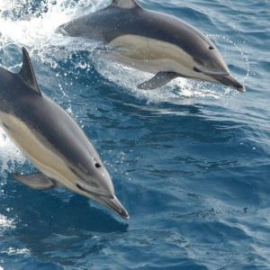 Virginia Beach SIGHTSEEING TOURS