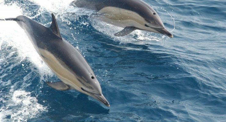 Dolphin Discovery Tours Virginia Aquarium