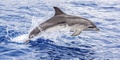 Things to Do this Spring in Virginia Beach Things to Do in Virginia Beach