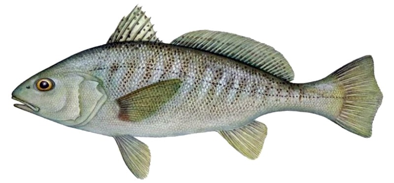 Fish Species Northern Virginia Unique Fish Photo