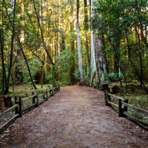 Guided Forest Bathing in Chesapeake Arboretum – Hampton Roads
