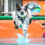 Event - Dock Dogs