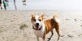 Tips for Adapting Cats and Dogs to Life on the Coast: What Virginia Beach Pet Owners Need to Know