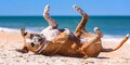 6 Steps to Plan Your Perfect Coastal Getaway With Pets