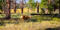 Virginia Beach: Exploring Wildlife and Natural Reserves Nearby