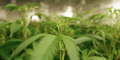 Is Medical Cannabis Legal in Virginia?