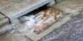 How Stormwater Infrastructure Helps Create a Better Virginia Beach Vacation Experience
