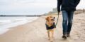 9 Ways to Make a Winter Virginia Beach Trip Easier With Your Dog
