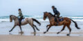 Wild Ponies to Thoroughbreds: Virginia Beach’s Surprisingly Rich Equestrian Heritage and Where to Experience It Today